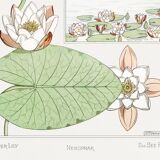 Poster “Water Lily”, after an Art Nouveau lithograph from 1897