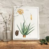 Botanical plank Aloes