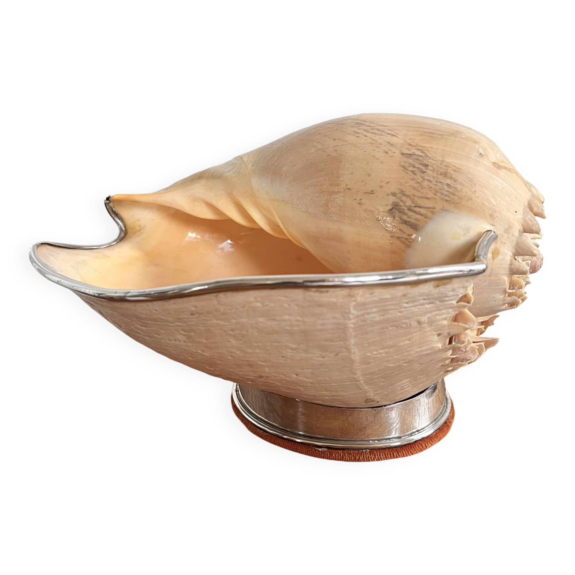 Cabinet of curiosities giant shell circled cup and base 60s