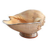 Cabinet of curiosities giant shell circled cup and base 60s