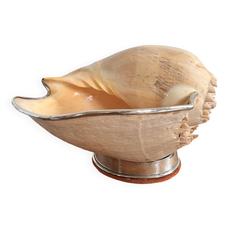 Cabinet of curiosities giant shell circled cup and base 60s
