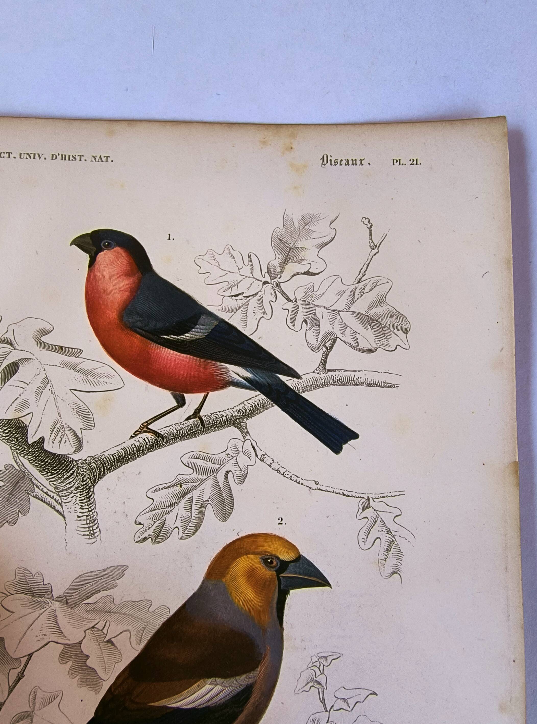 Antique engraving from 1849. Bullfinch and Grosbeak. Travies. Orbigny bird