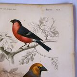 Antique engraving from 1849. Bullfinch and Grosbeak. Travies. Orbigny bird