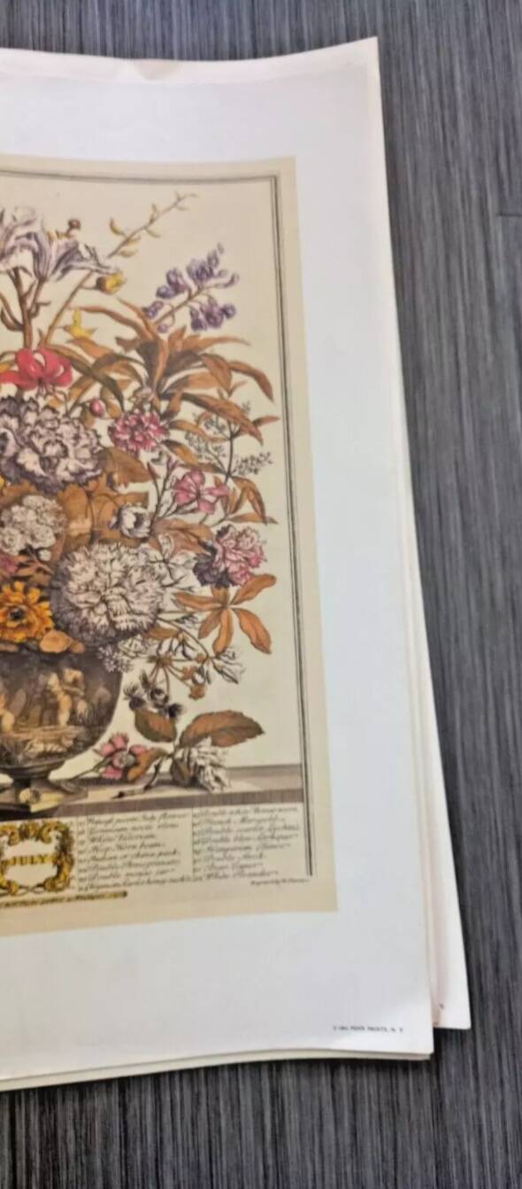 Lot of 19th century Floral Engravings - Vintage Art Print Flowers - 12 months - Robert Furber