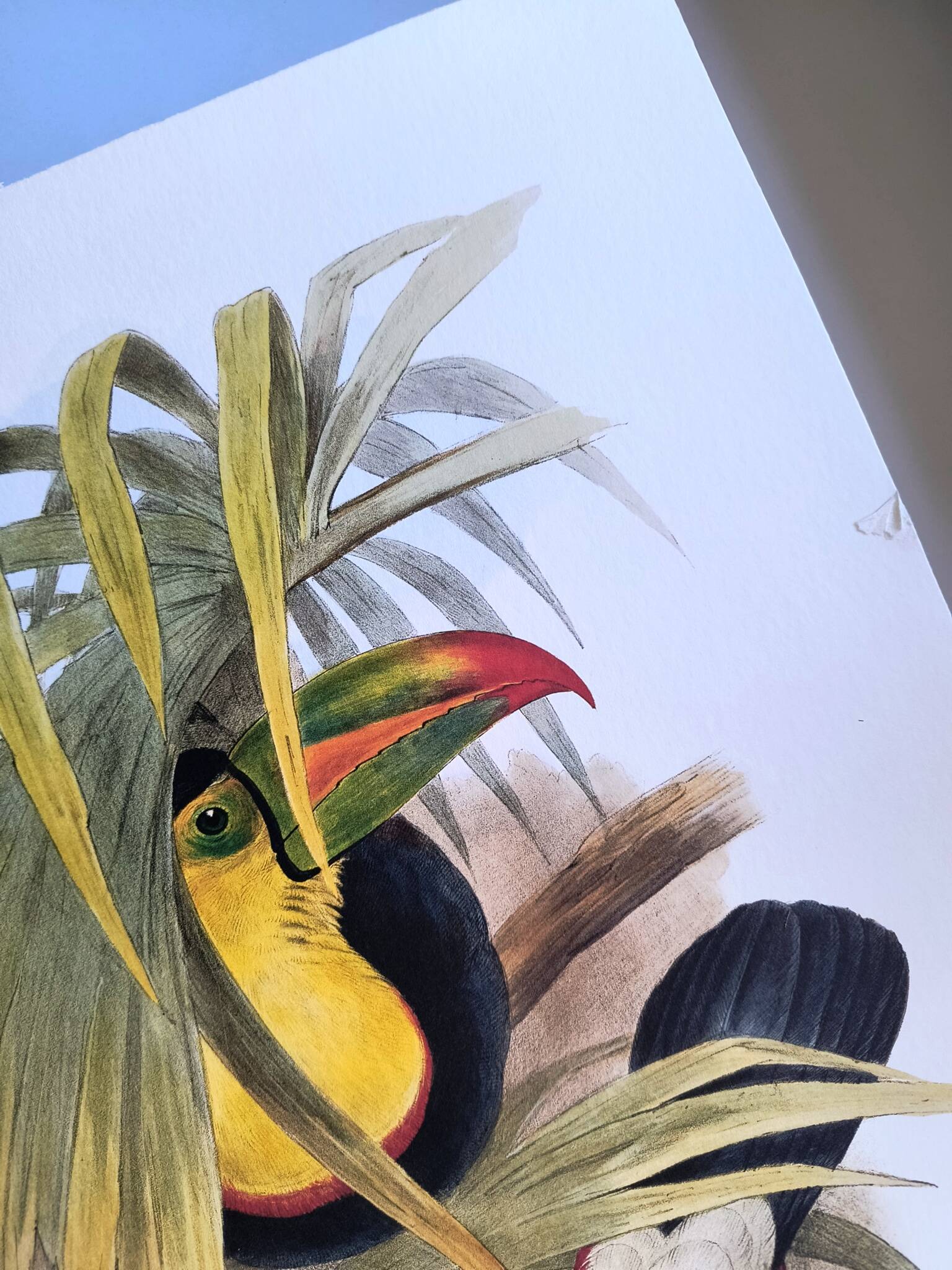 Illustration. Keel-billed Toucan by J. Gould – 33x49 cm – Antique bird print