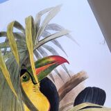 Illustration. Keel-billed Toucan by J. Gould – 33x49 cm – Antique bird print