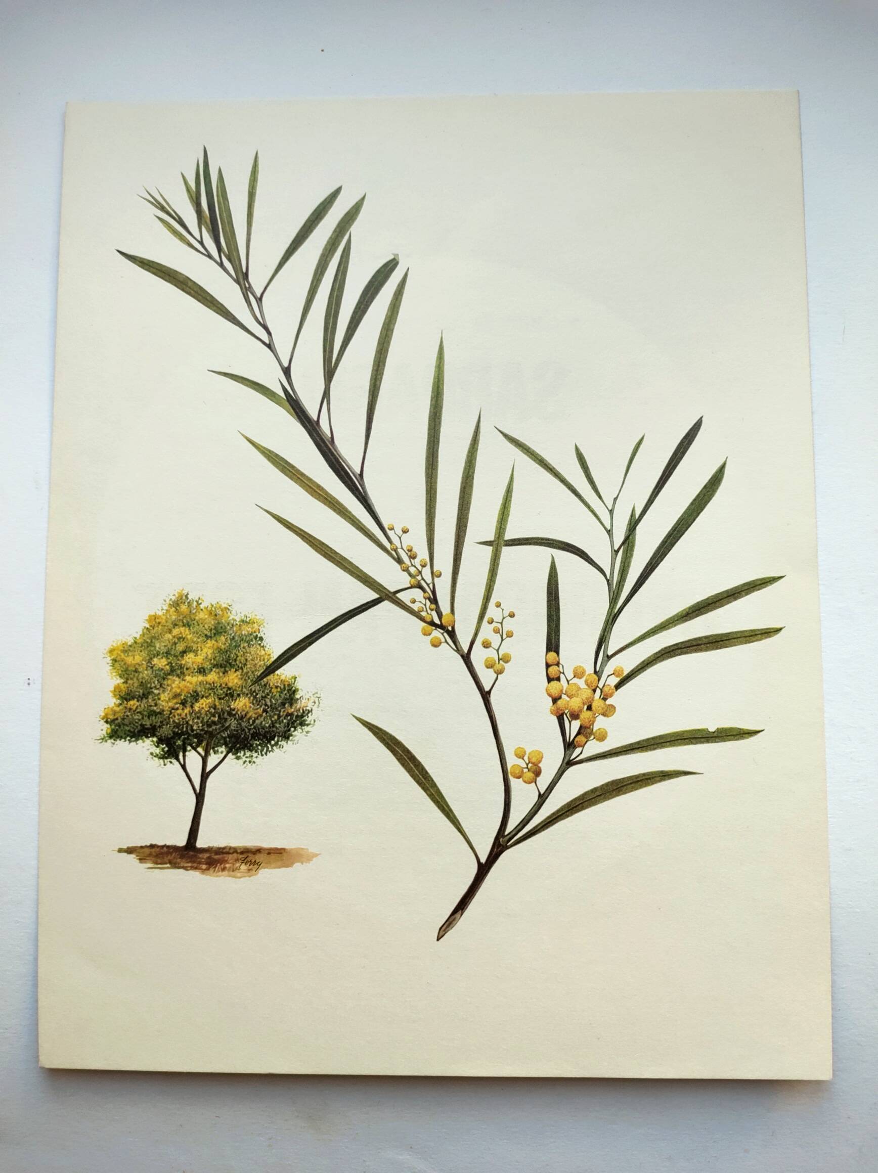 Acacia Illustration - Vintage Nature Plate - Botanical Tree from the 60s