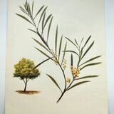 Acacia Illustration - Vintage Nature Plate - Botanical Tree from the 60s