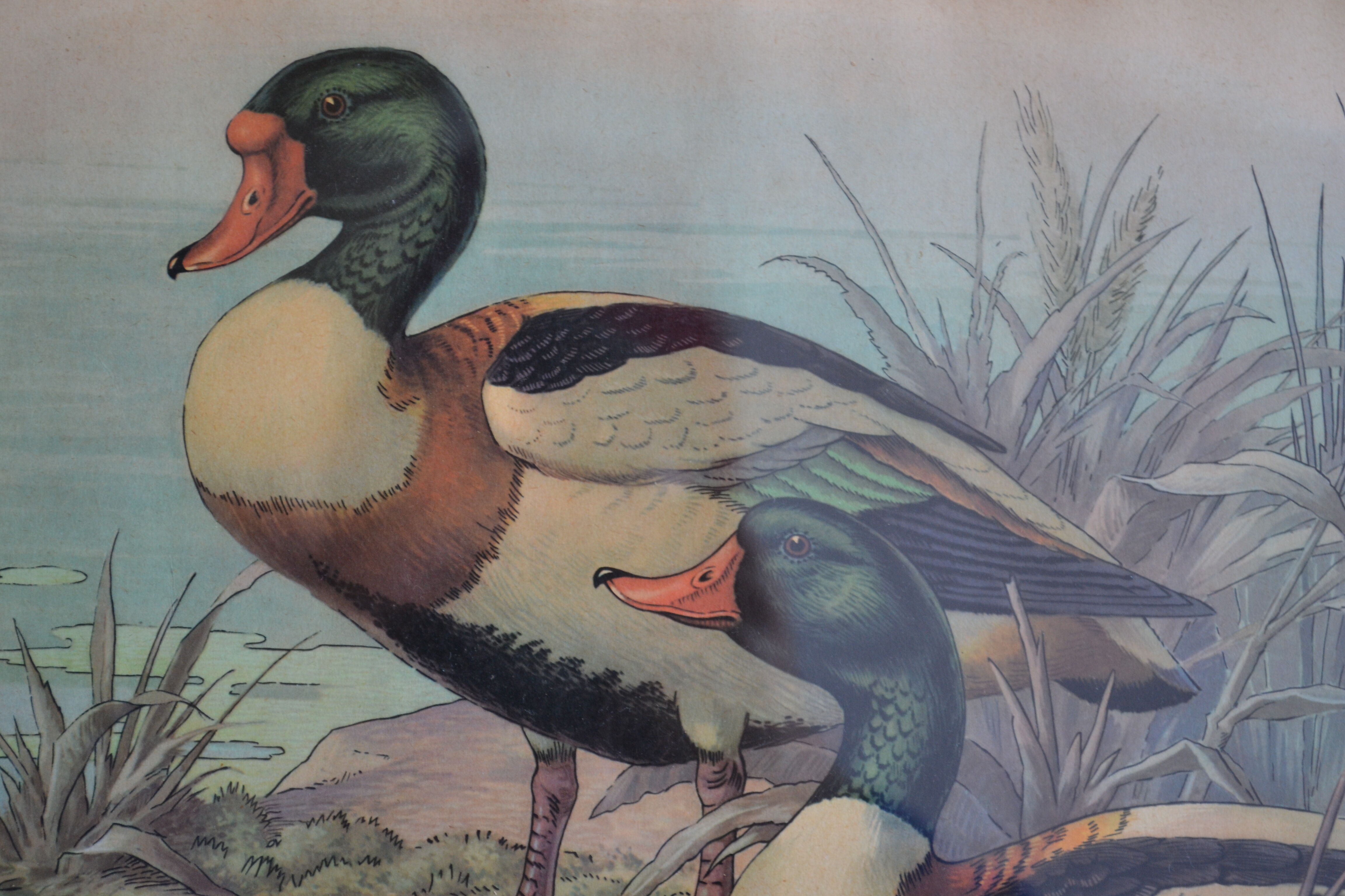 Estampe animalière vintage canards