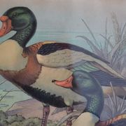 Vintage animal print ducks