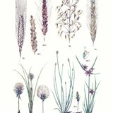 Poster on plants, after an engraving from 1881 (nutgrass, bulrush, cotton grass, wheat,)