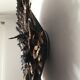 Juju Hat black speckled