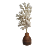 Ancien corail blanc sur socle en bois tourné, 25 cm