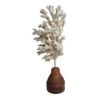 Ancien corail blanc sur socle en bois tourné, 25 cm