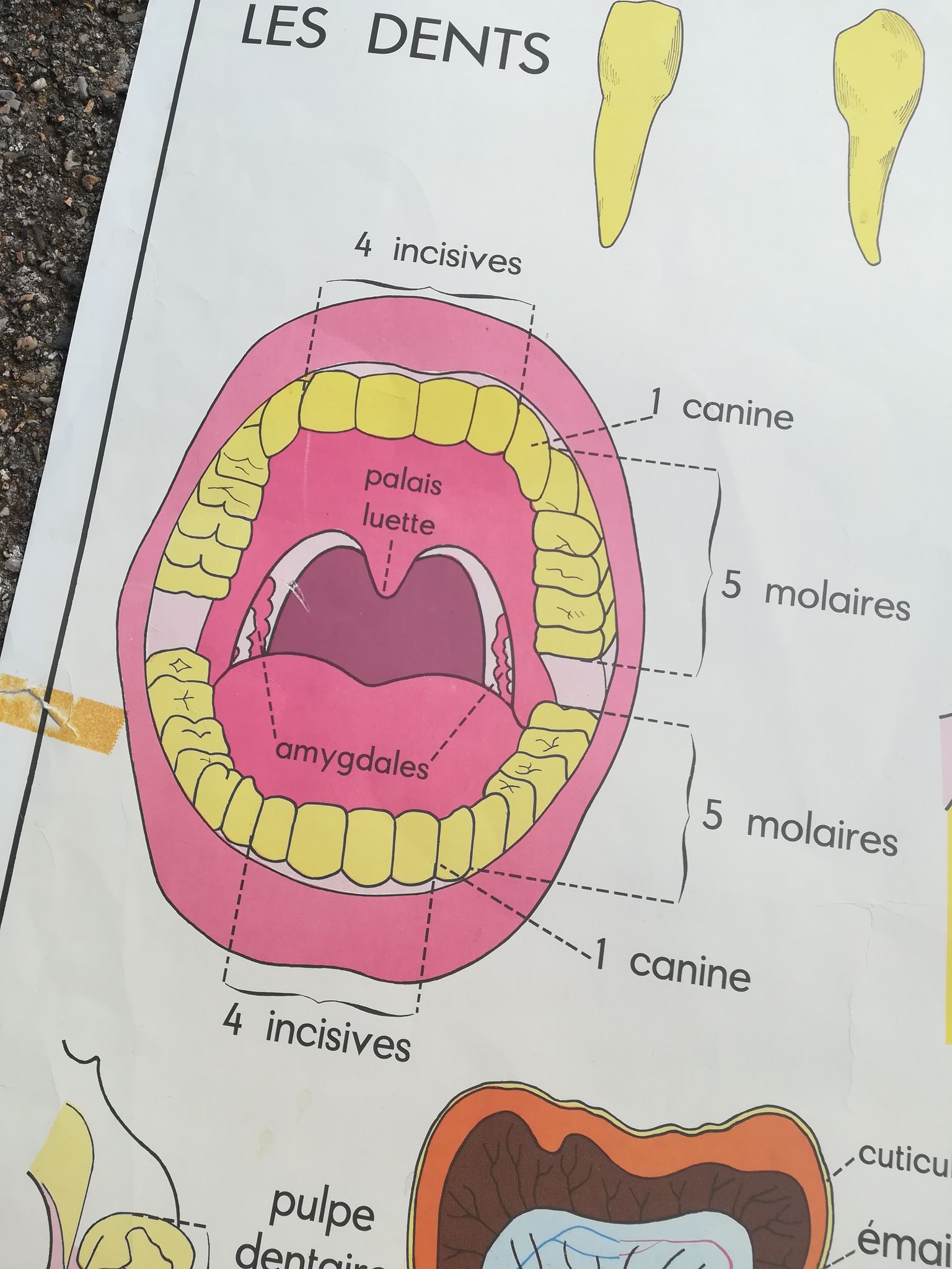 Vintage school poster N°3 Teeth N°4 Digestion Rossignol