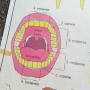 Vintage school poster N°3 Teeth N°4 Digestion Rossignol