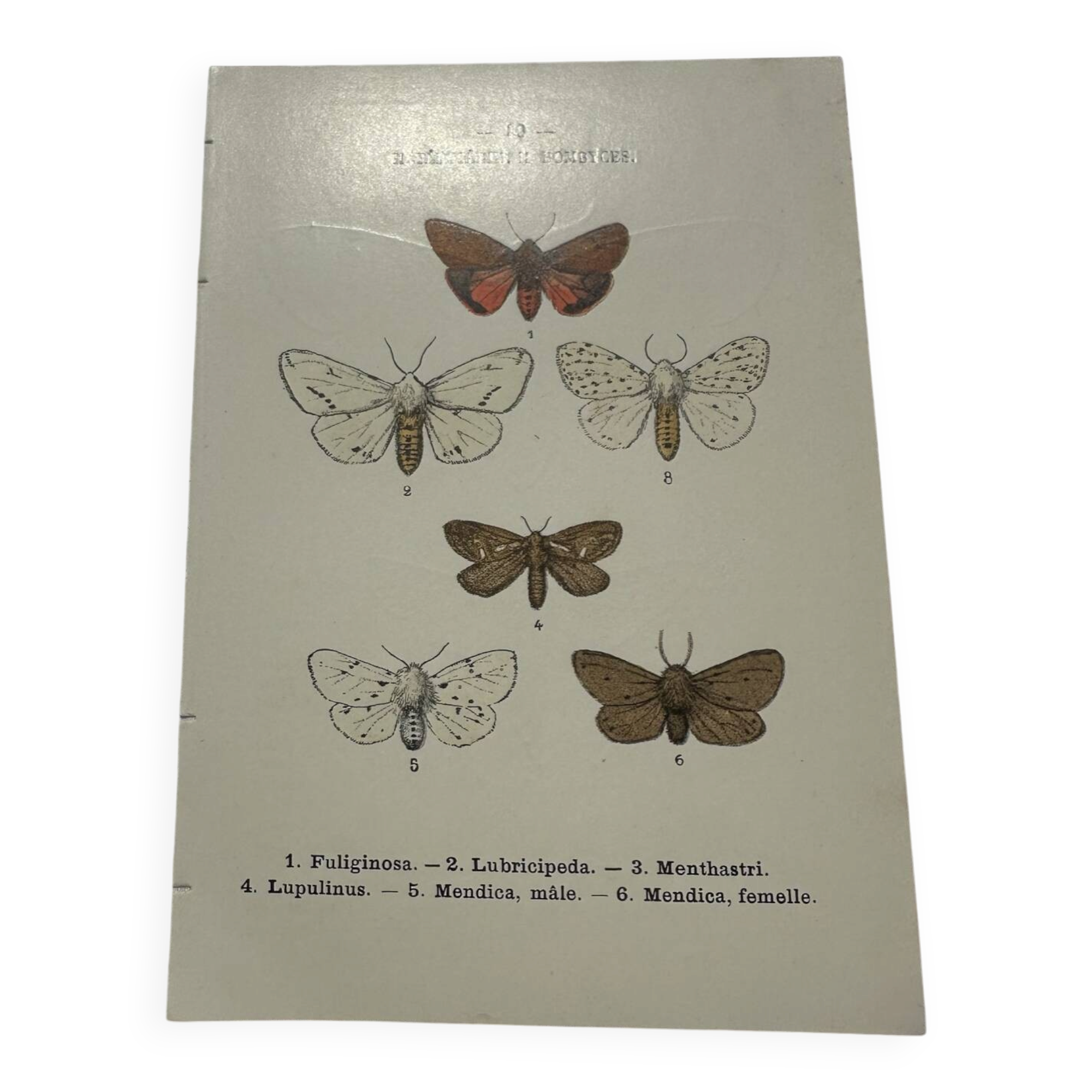 Naturalist engraving butterfly 19th century Botanical plate drawing art