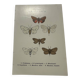 Naturalist engraving butterfly 19th century Botanical plate drawing art
