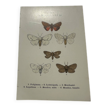 Naturalist engraving butterfly 19th century Botanical plate drawing art
