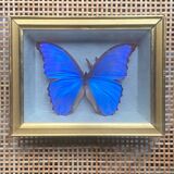 Blue butterfly under frame