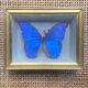 Blue butterfly under frame