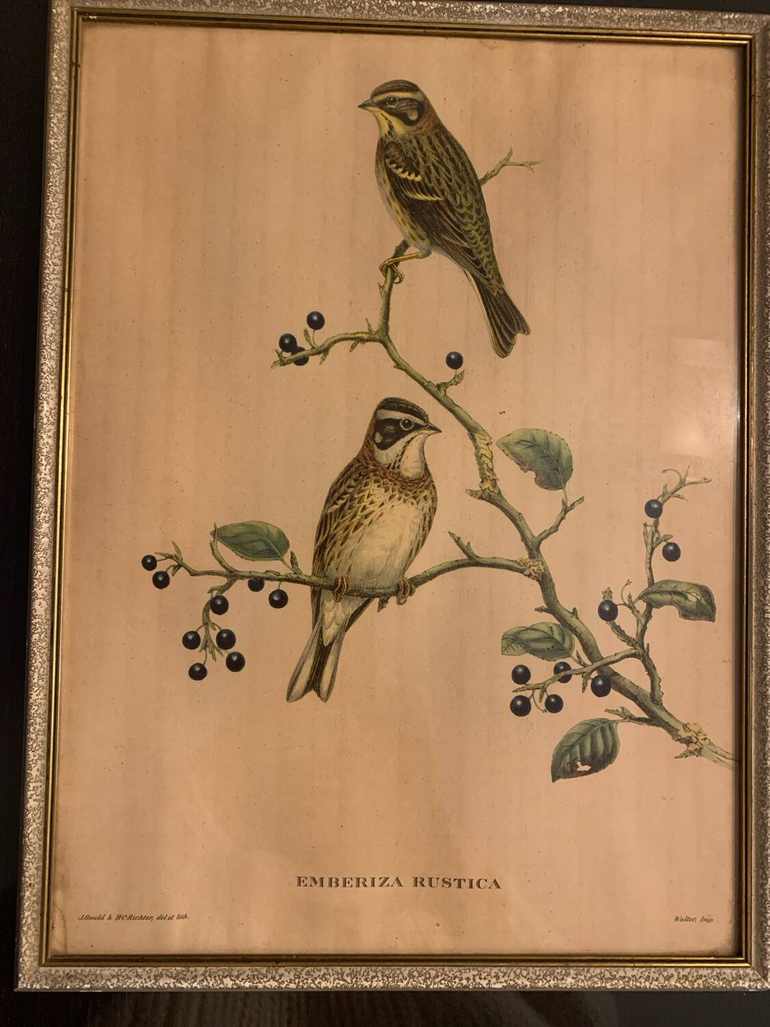 Lithograph J. Gould & HC Richter