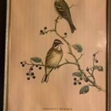 Lithograph J. Gould & HC Richter