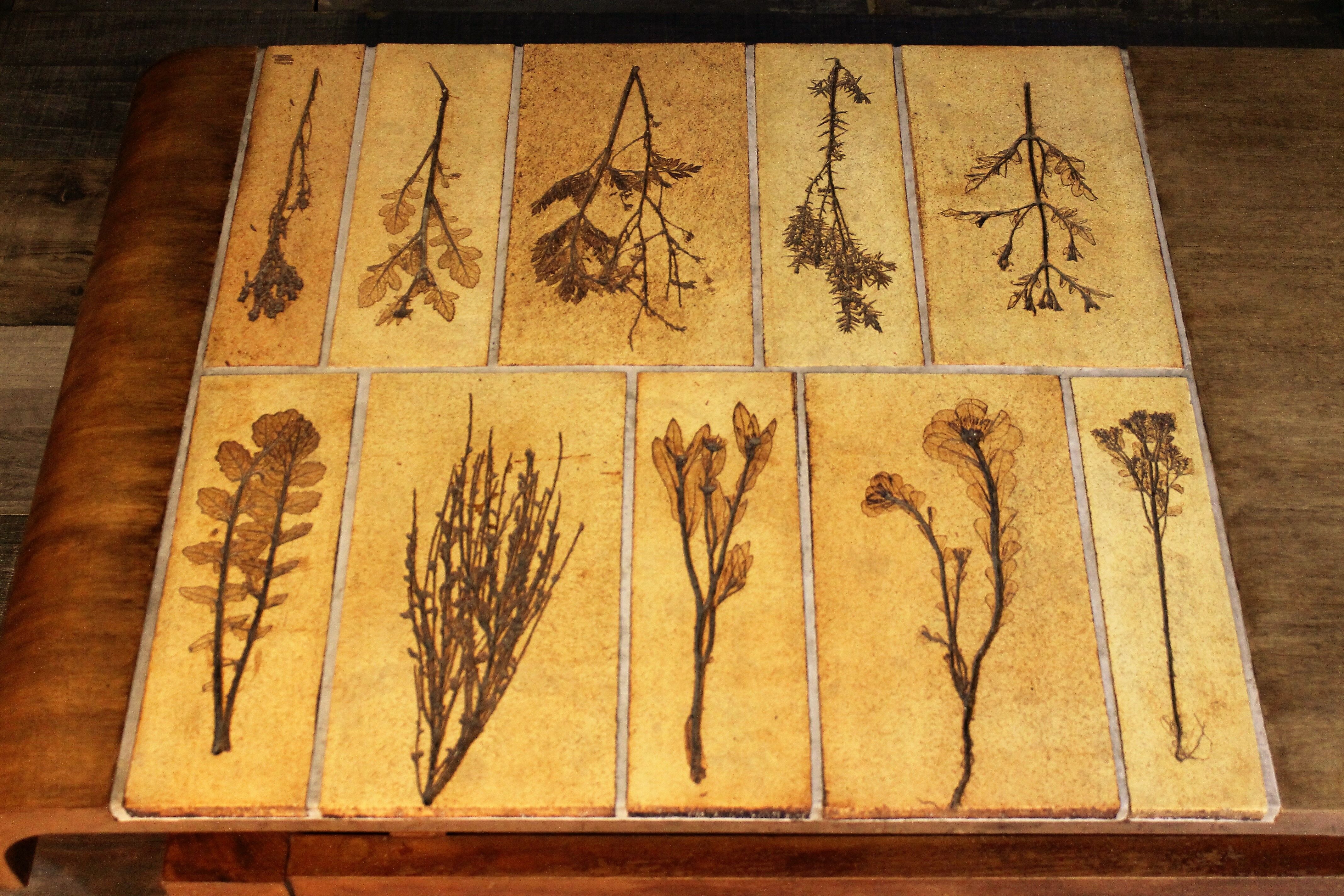 Herbarium Capron coffee table, 1960s