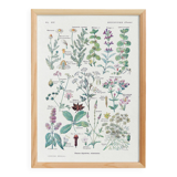 Poster on digestive plants, based on a 1928 lithograph