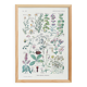Poster on digestive plants, based on a 1928 lithograph