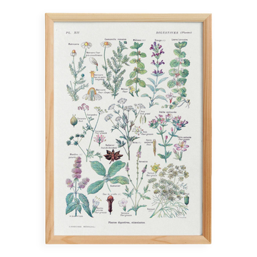 Poster on digestive plants, based on a 1928 lithograph