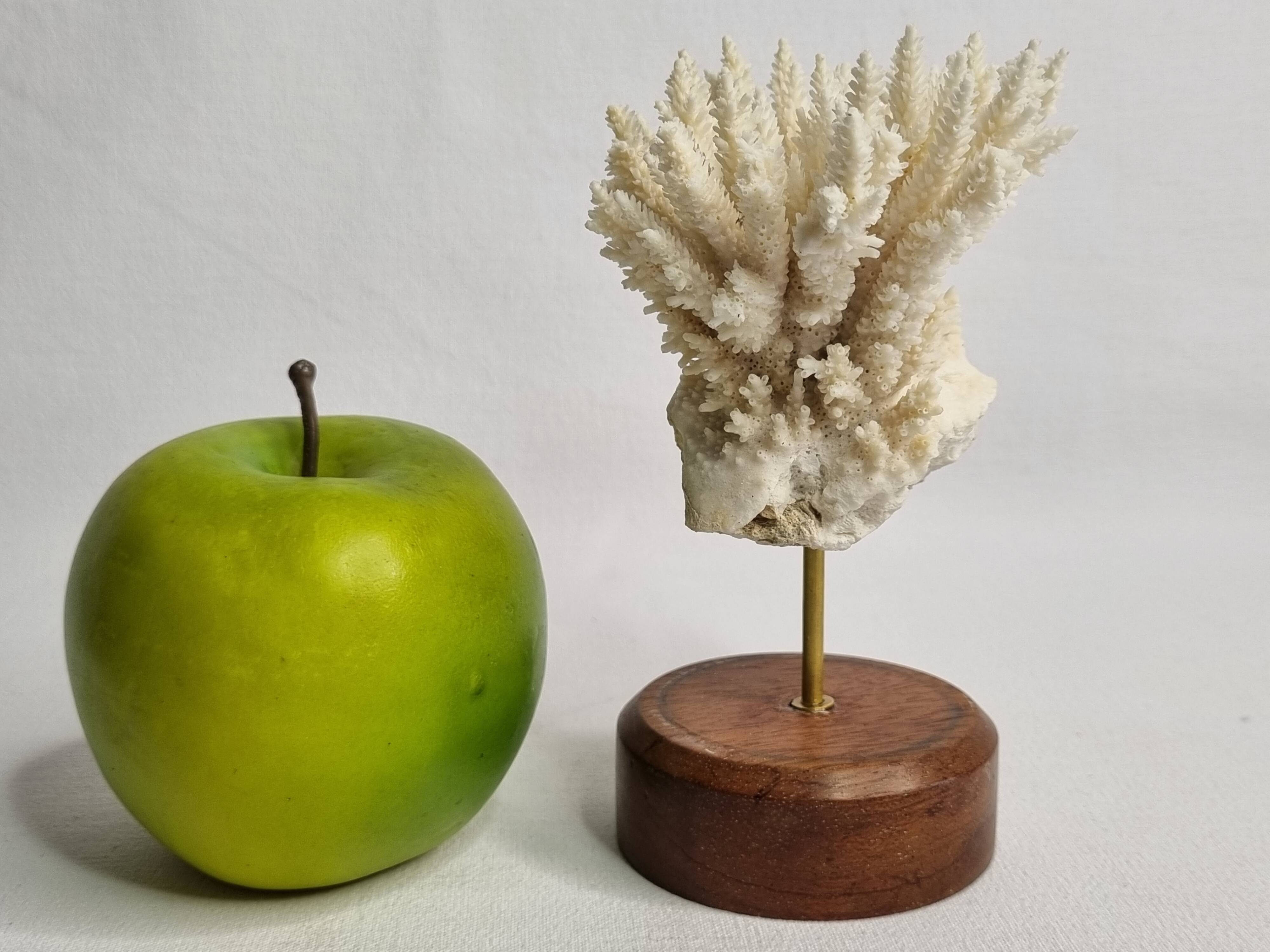 Antique white coral mounted on a wooden base, 15 cm