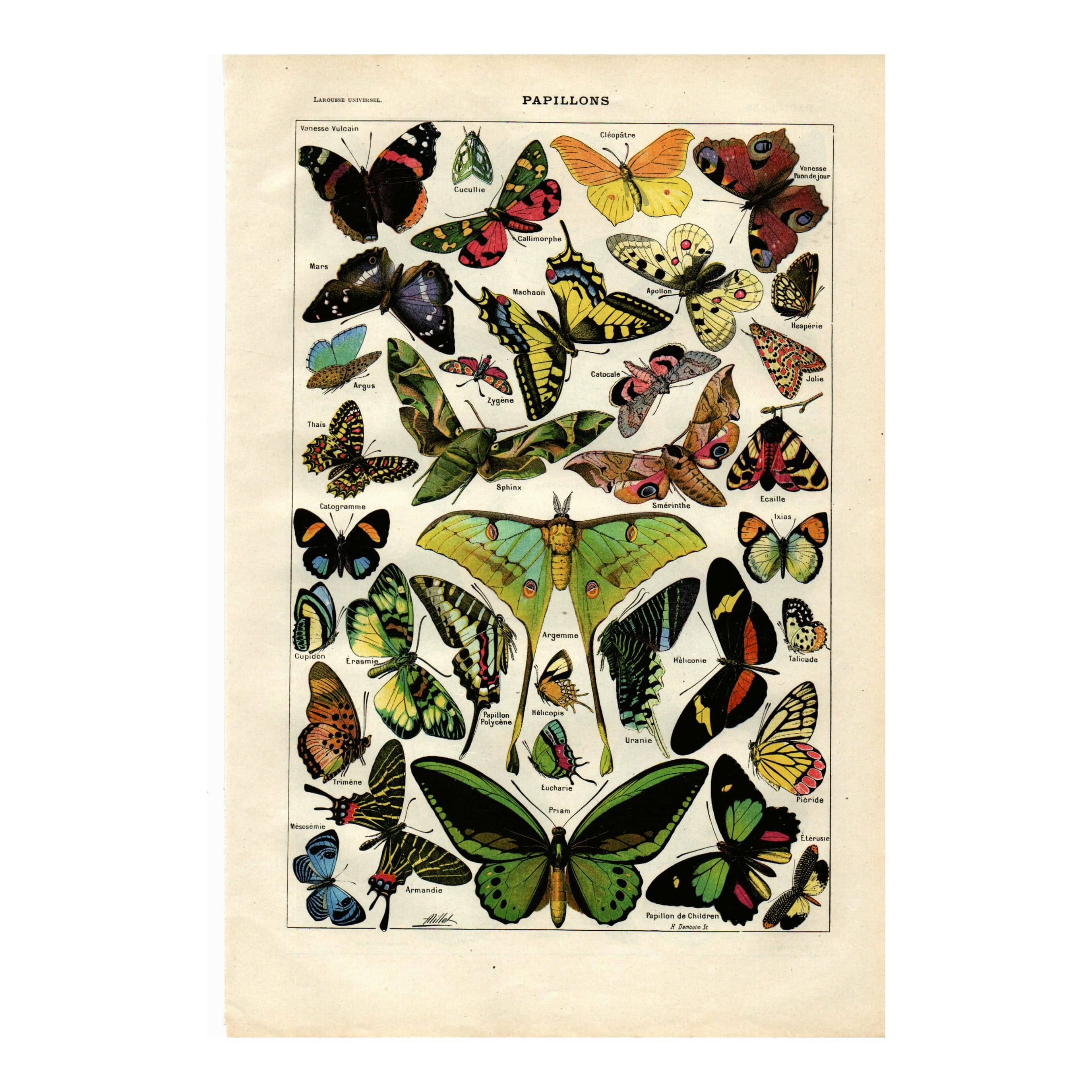 Old engraving from 1923 - Butterflies of the world by A. Millot - Illustration