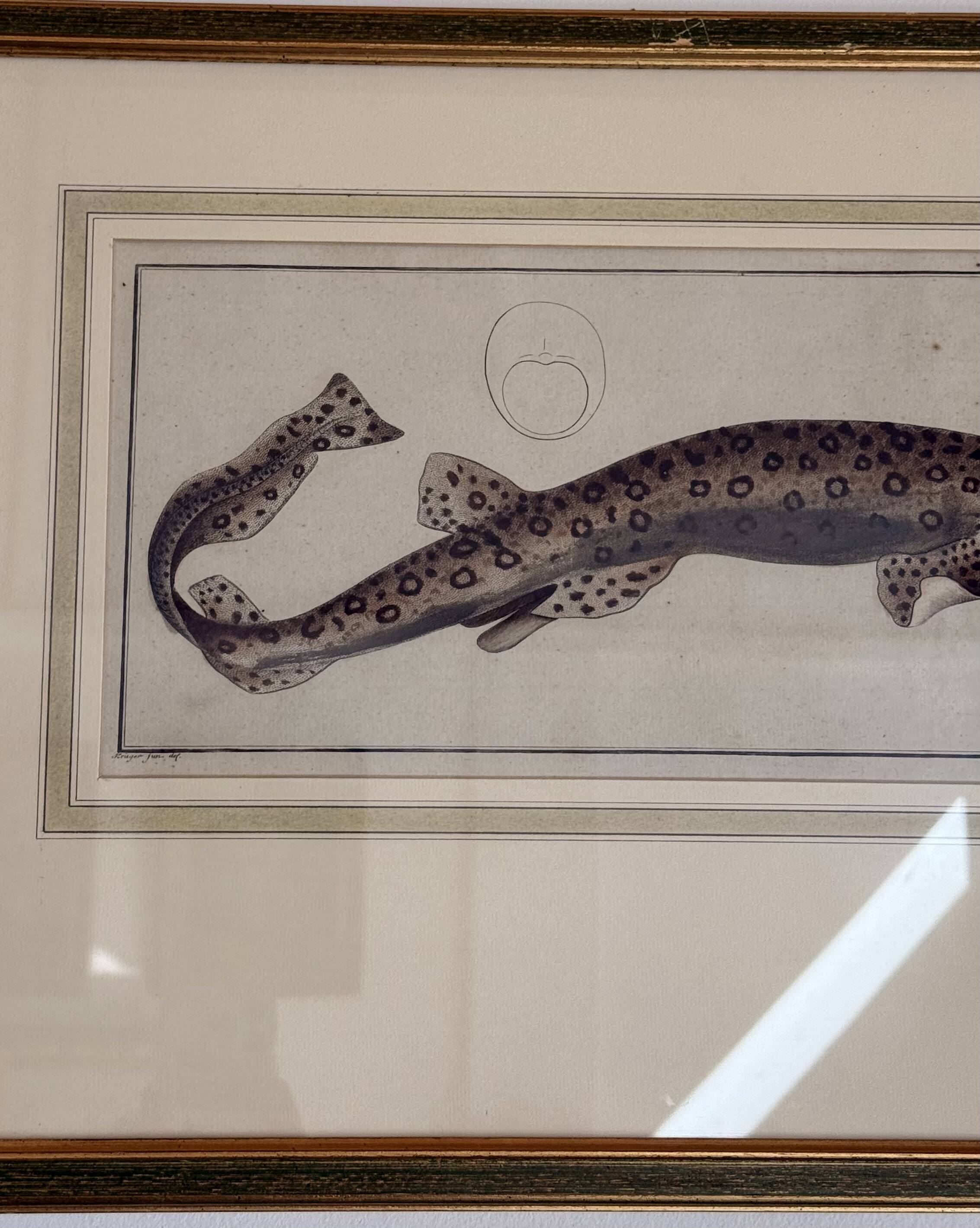 Old engraving fish – Ludwig Schmidt (19th century)