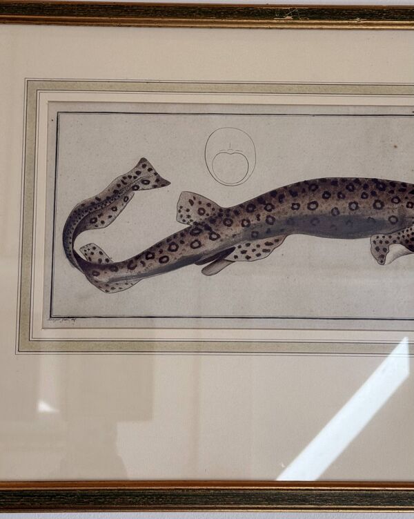 Gravure ancienne poisson – Ludwig Schmidt (XIXᵉ siècle)