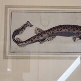 Old engraving fish – Ludwig Schmidt (19th century)