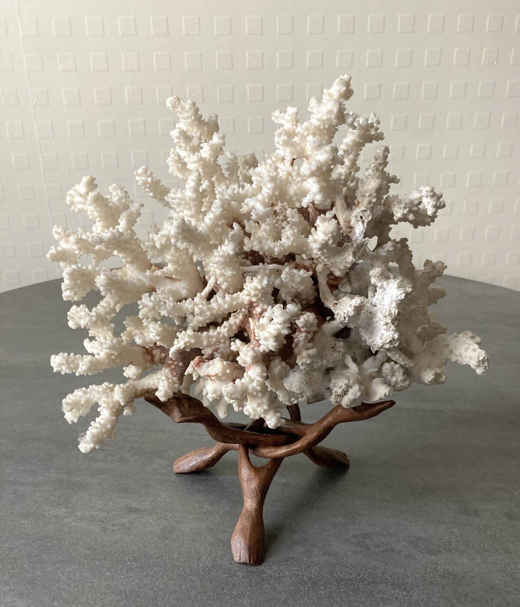 Corail blanc grand modèle 1960 sur bois sculpté