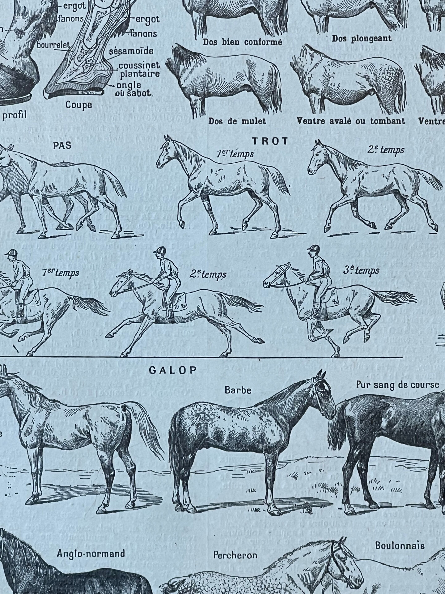 Planche “Cheval” - anatomie, allures, races 20x29cm