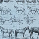 Planche “Cheval” - anatomie, allures, races 20x29cm
