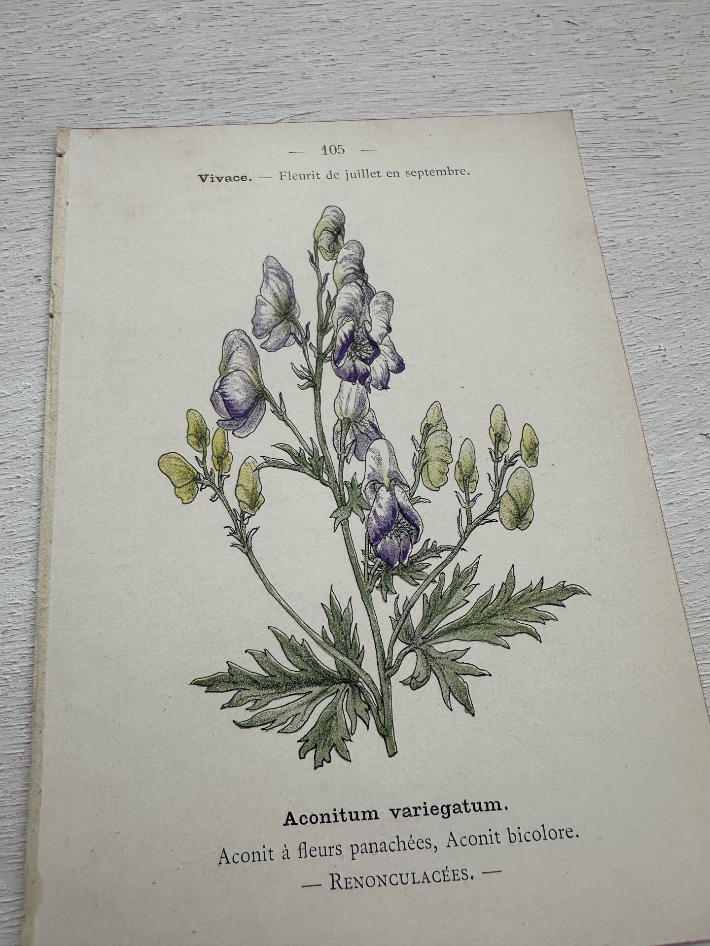 Botanical Plate 1800 Old Naturalist Engraving 19th Century Double-Sided