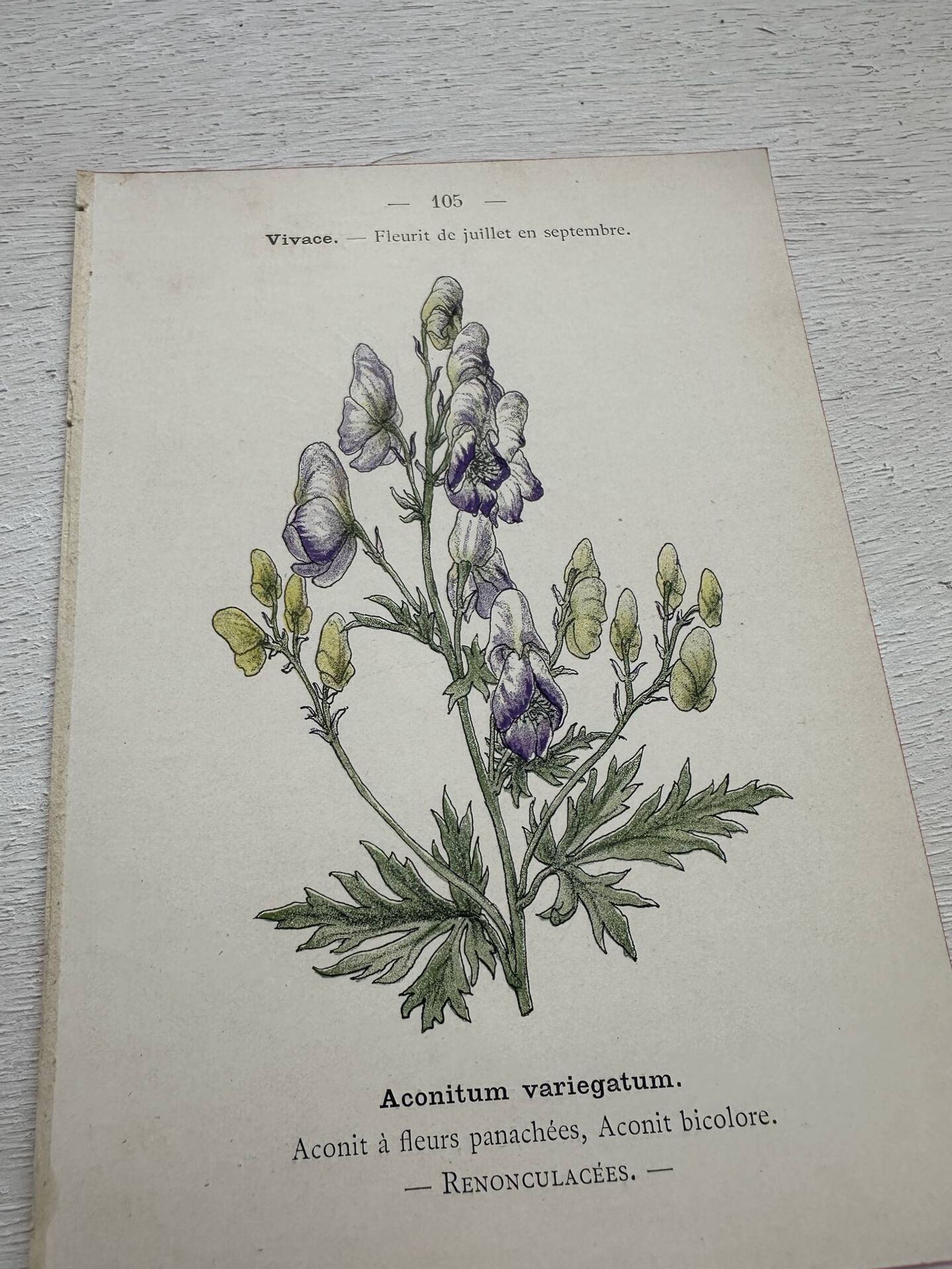 Botanical Plate 1800 Old Naturalist Engraving 19th Century Double-Sided