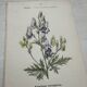 Botanical Plate 1800 Old Naturalist Engraving 19th Century Double-Sided
