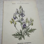 Botanical Plate 1800 Old Naturalist Engraving 19th Century Double-Sided