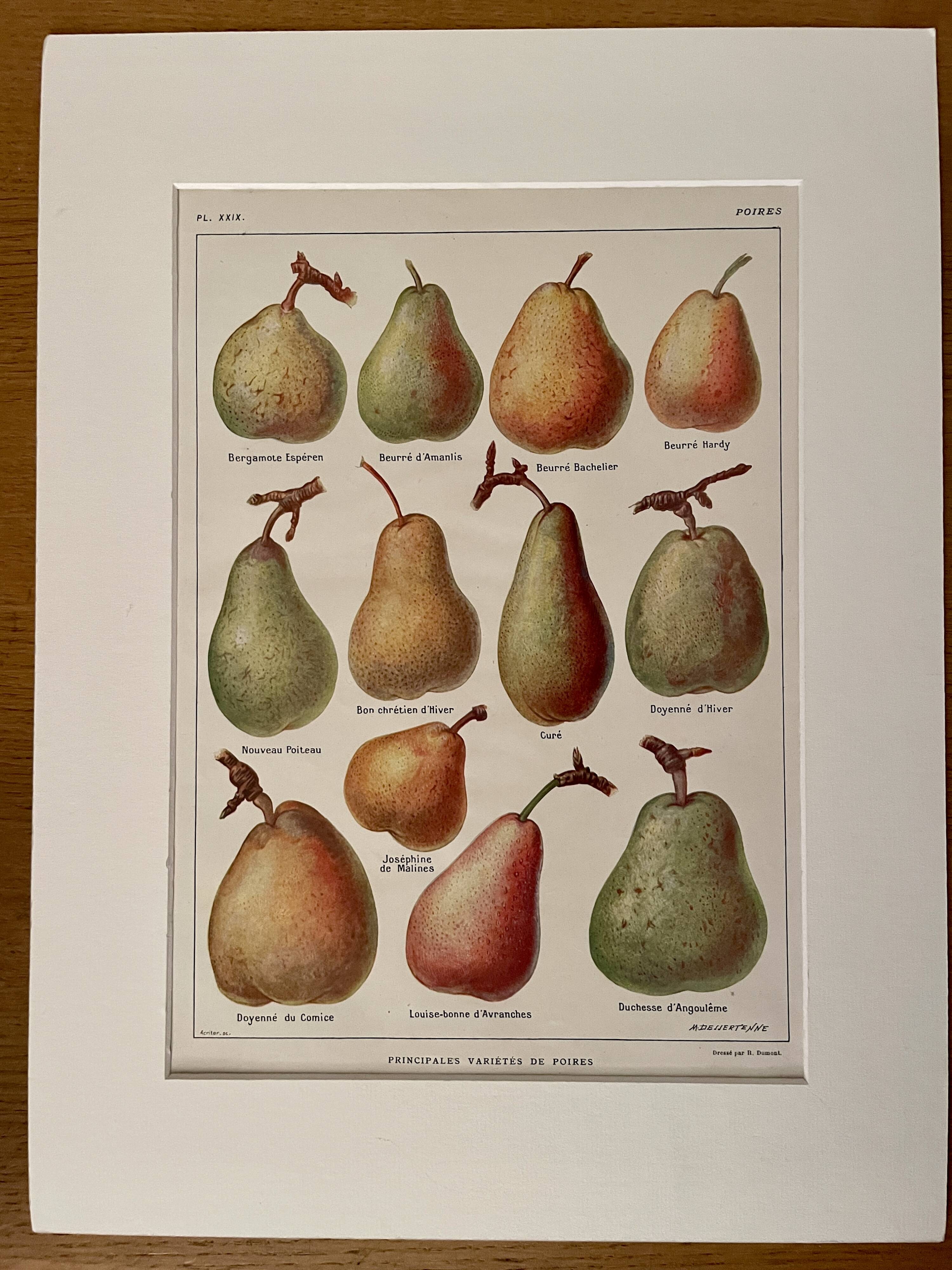 Illustrated plate on pears - 1920
