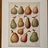 Illustrated plate on pears - 1920