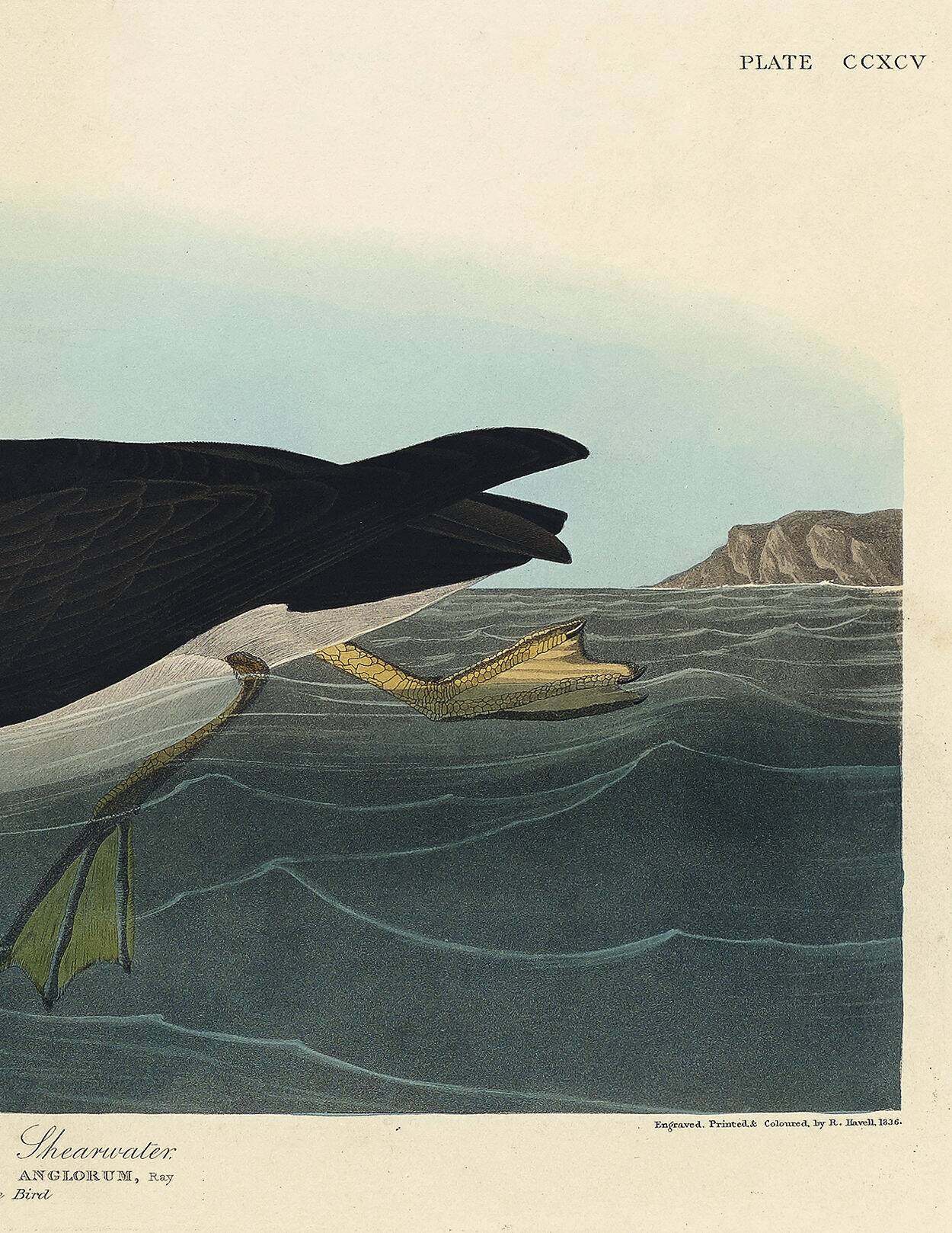 Poster about the Manx Shearwater, after an old engraving from 1827.