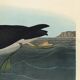 Poster about the Manx Shearwater, after an old engraving from 1827.