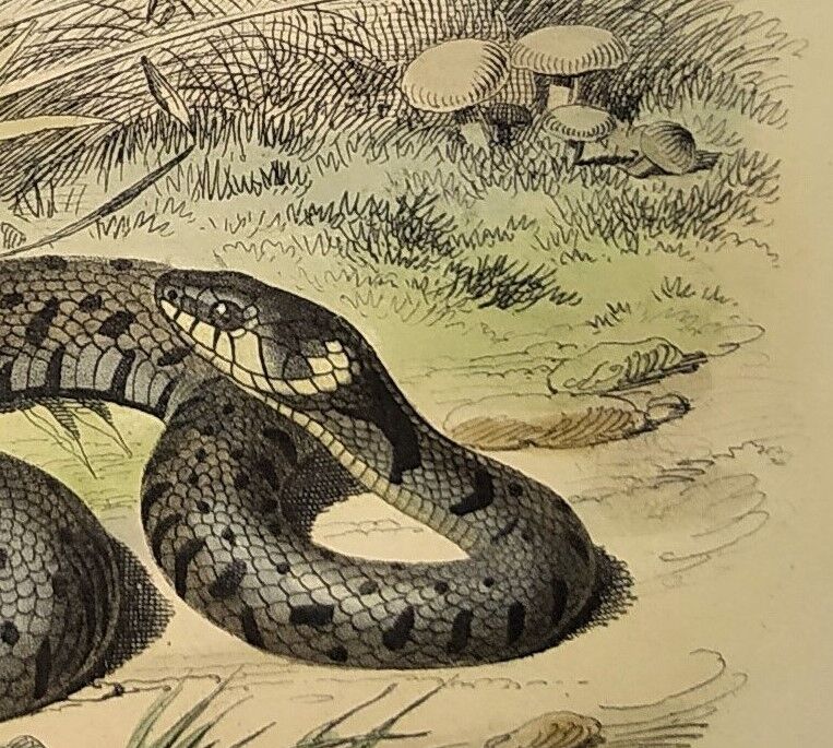 Original zoological plate of 1839 "saurian" the vipere spearhead &.....