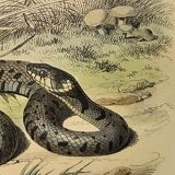 Original zoological plate of 1839 "saurian" the vipere spearhead &.....