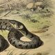 Planche zoologique originale de 1839 "saurien" la vipere fer de lance &.....